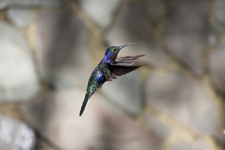 Kolibrie.jpg