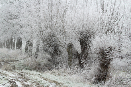 Winter in Friesland