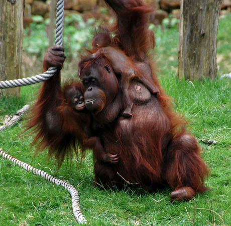 Mama oerang en kids 2