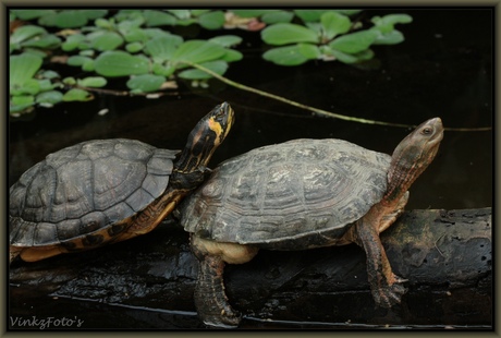 Turtles