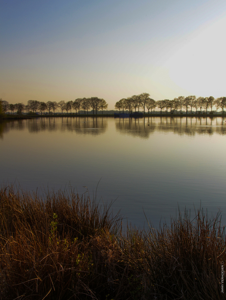 trees by the water