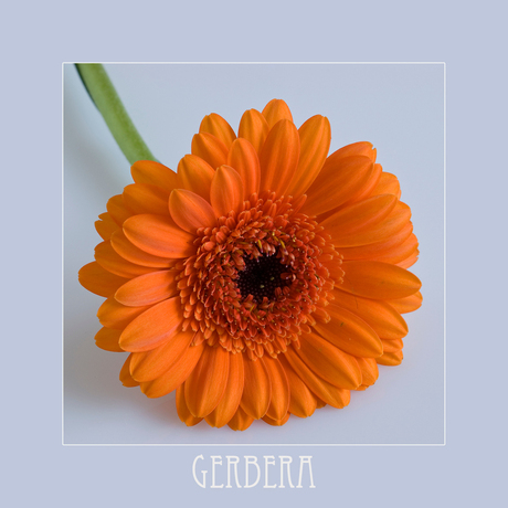 Gerbera