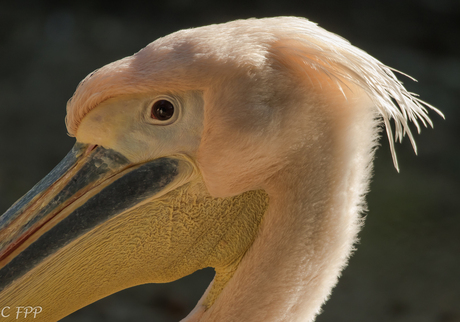 Close up pelikaan