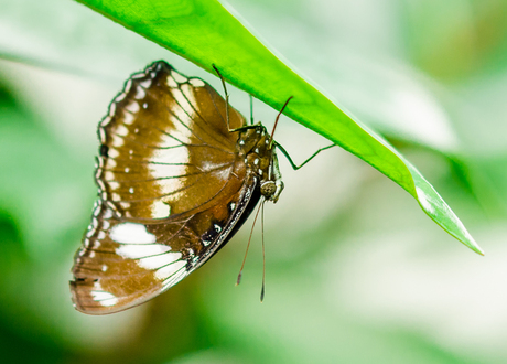 Hypolimnas Bolina