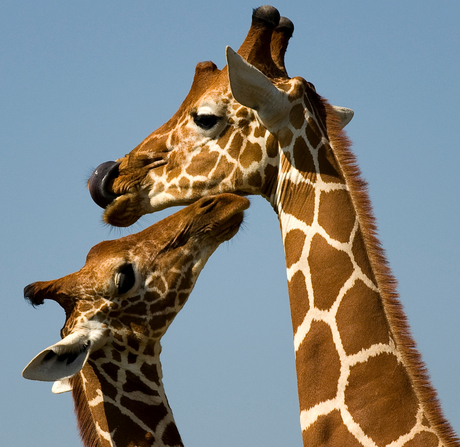Moeder en baby Giraf Masai Mara - Kenia