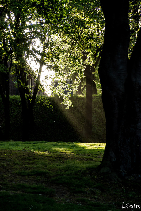 Ochtend licht