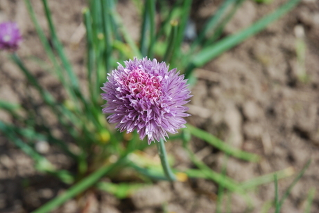 Bieslookbloemetje