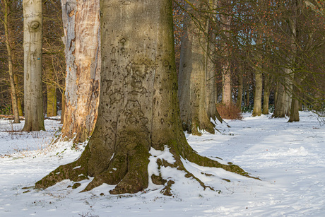 Bomen in de sneeuw