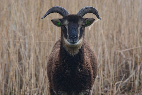 soay schaap