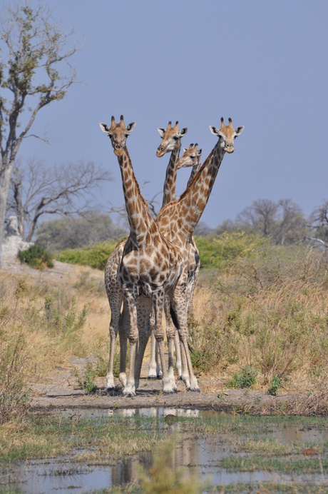 4 koppige giraffe