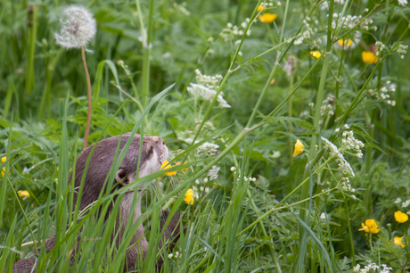 otter tussen het gras