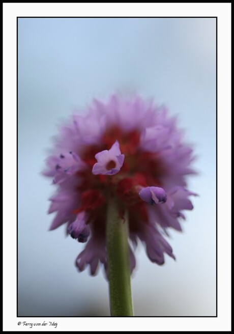 Primula orchidee