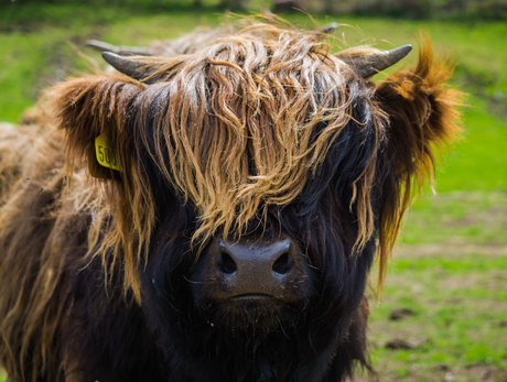 Schotse hooglander