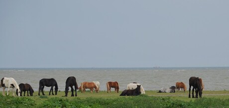 Paarden nabij het IJsselmeer
