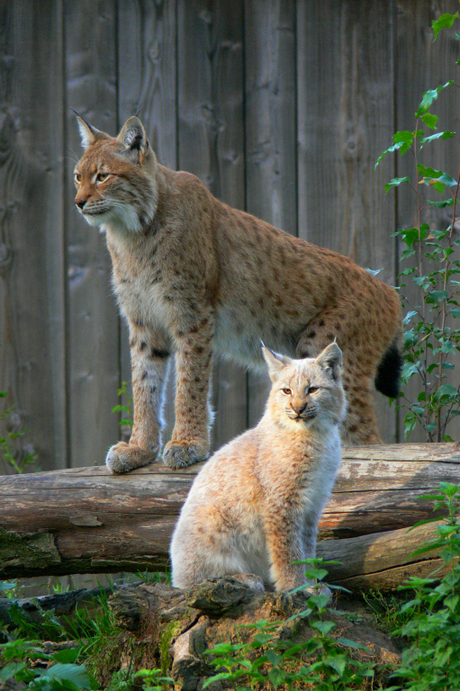 Familie Lynx