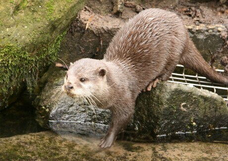 otter