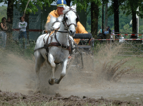 Schimmel in Waterbak