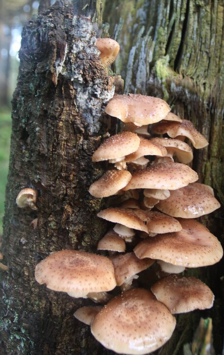 paddenstoelen