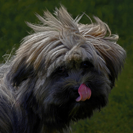 Lhasa Apso (2)