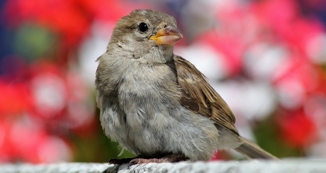 Mont Blanc Sparrow