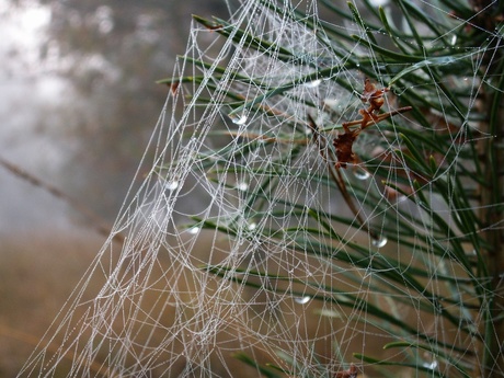 Waterdruppels in spinnenweb