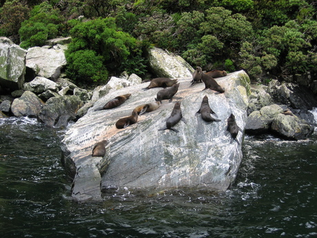 Luieren in Milford Sound