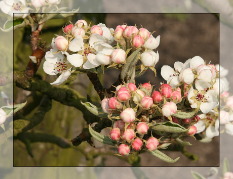 appelbloesem