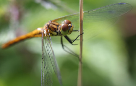 Heidelibel