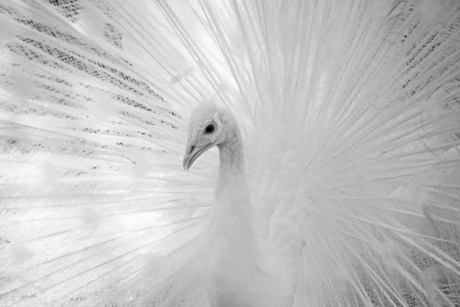 White Peacock