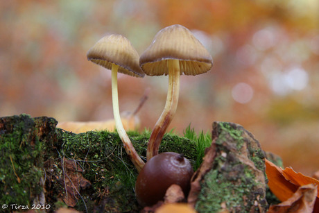 Stilleven van moeder natuur