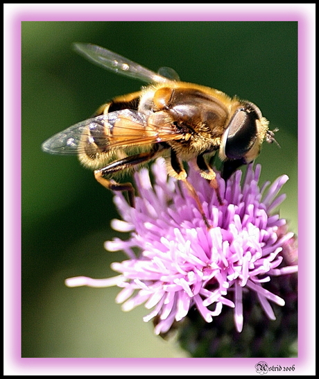 Busy Buzzy