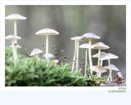 Mycena