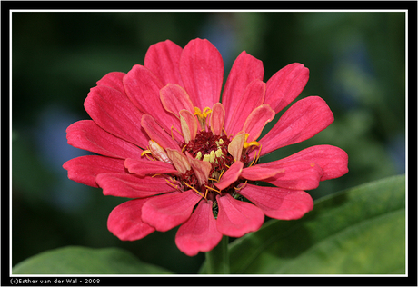 Zinnia 02