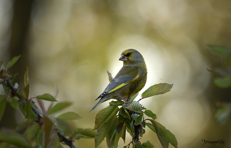 Groenling in strijklicht