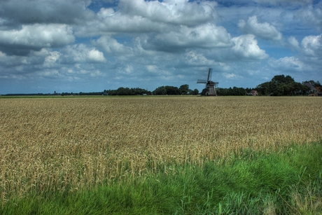 Molentje in graanveld