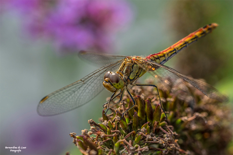 Libelle op vlinderplant