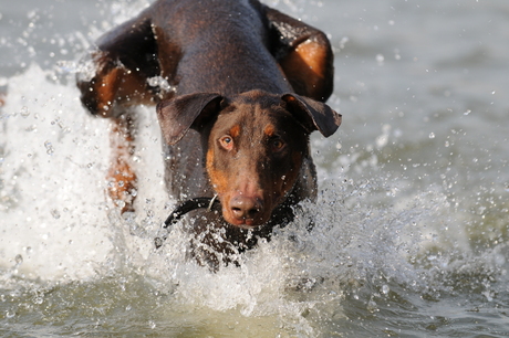 Dobermann Waterpret (x?)