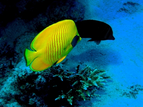 koraalvis