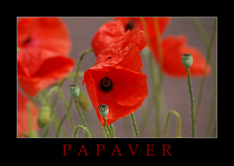 Papaver