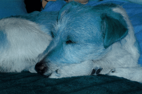 Blue dog