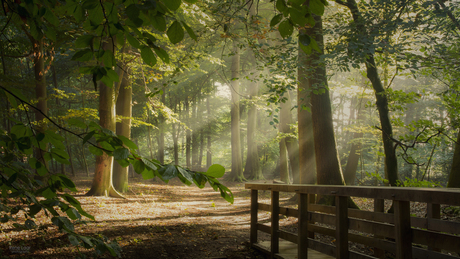 Zonnestralen door de ochtendnevel