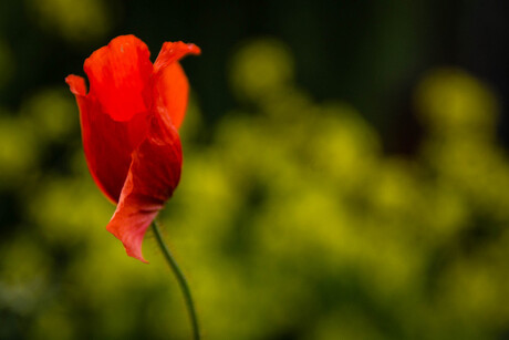 Papaver