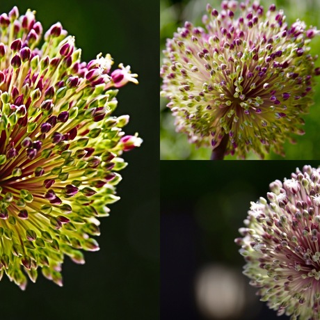 Allium