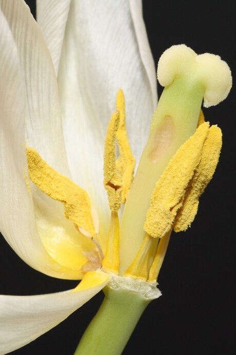 tijd om nieuwe tulpen te kopen