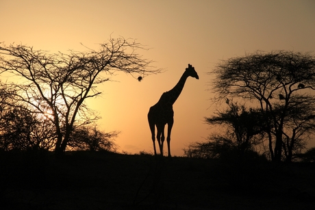 Zonsondergang in Samburu