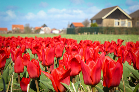 Rode tulpen in de bollenstreek