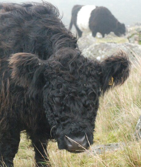 Dartmoor cows