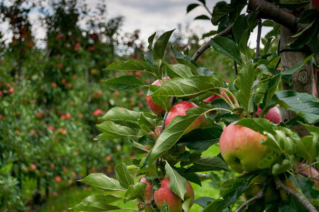 Appeloogst Hoeksche Waard