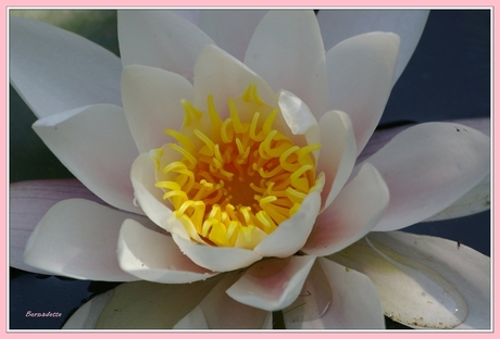 waterlelie 2