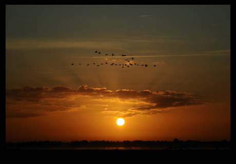 Vroege vogels